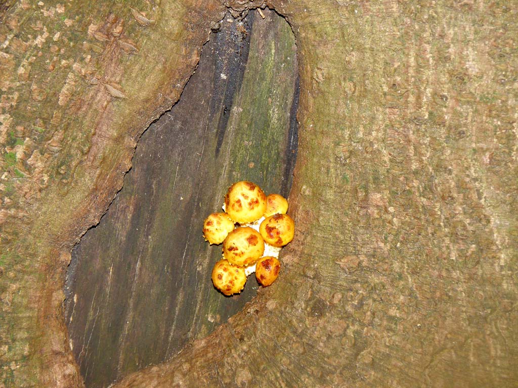 Foresta di Campigna - funghi da determinare